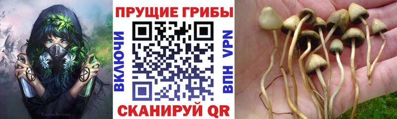 ОМГ ОМГ ONION  Пугачёв  Галлюциногенные грибы MAGIC MUSHROOMS 